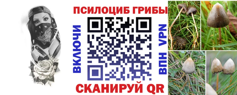Псилоцибиновые грибы Psilocybe  купить  цена  Приозерск 